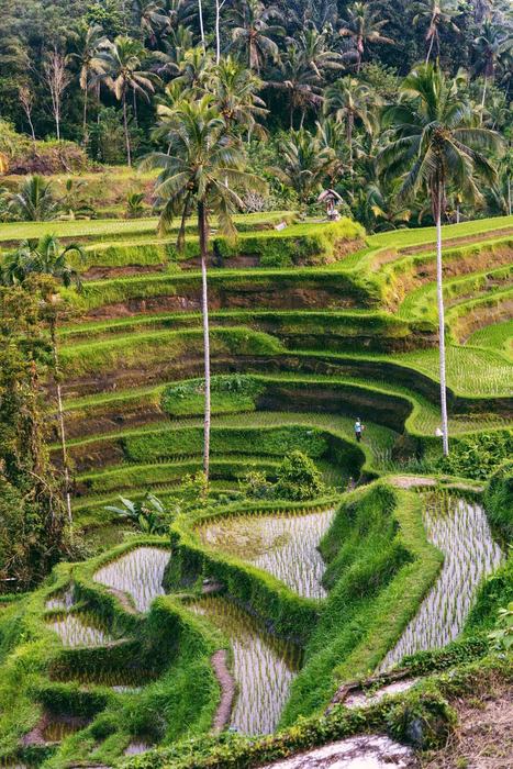 Bali coastal view