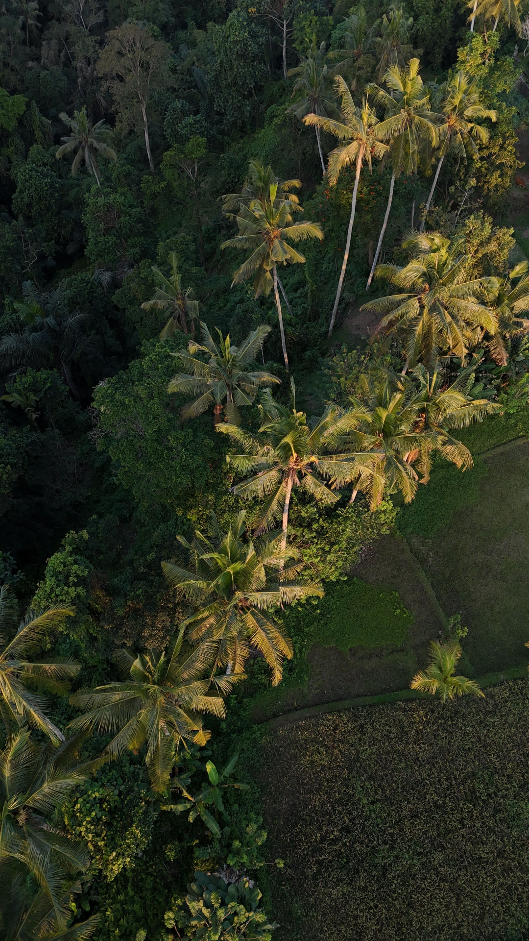 Aerial view of coconut palms above terraced green fields in Bali